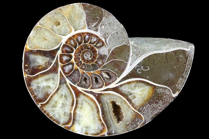 Thick Ammonite (Anapuzosia) Fossil Half #88051